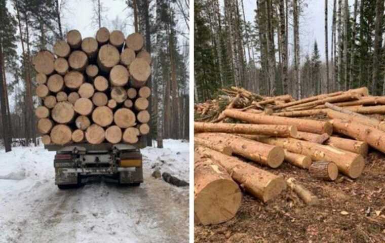 В Красноярском крае депутата арестовали за давление на свидетелей. По делу проходит и её сын – тоже депутат